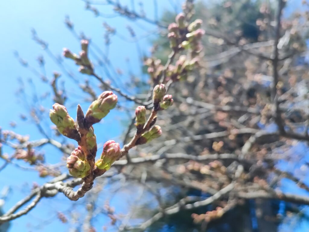 arakurayama sengen park sakura buds