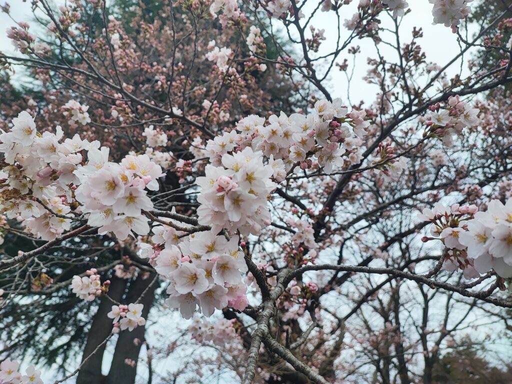 cherry blossom sakra 2026 April 1, chureito pagoda