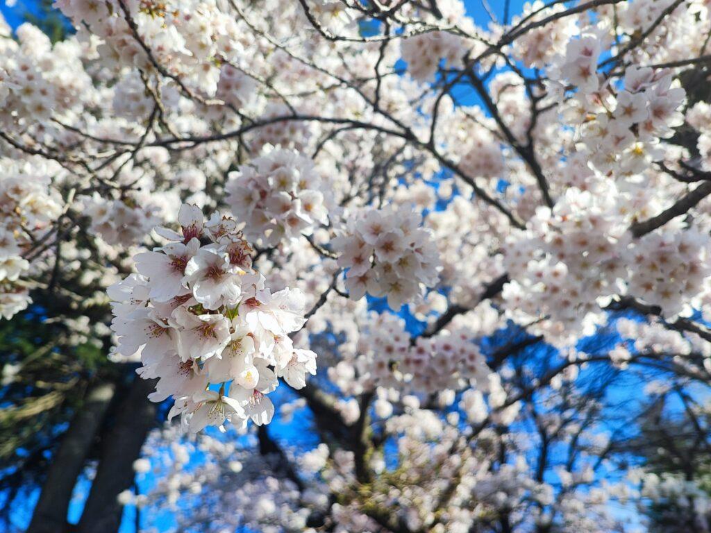 sakura in arakurayama 2026 chureito pagoda