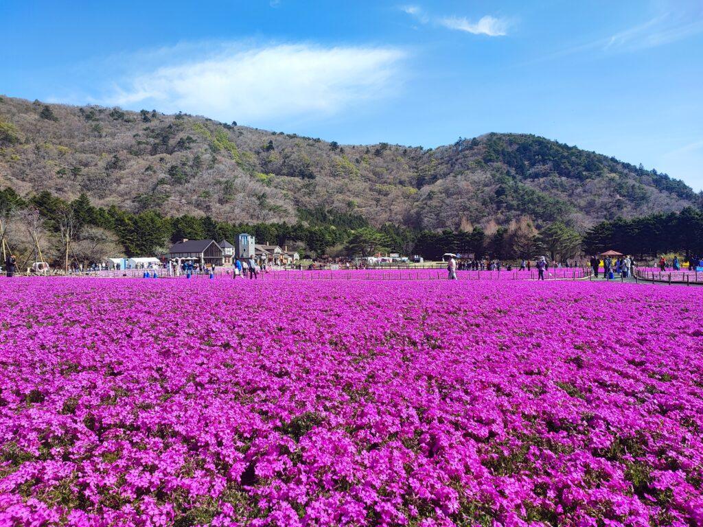 shibazakura carpet at motosuko resort
