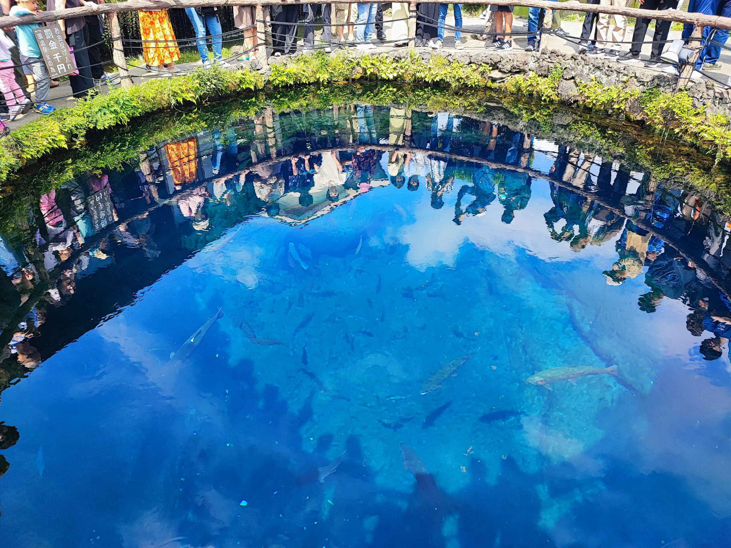 oshino hakkai crystal clear pond, the water comes from Mt.Fuji