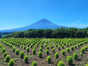 in summer at oishi park, fresh green