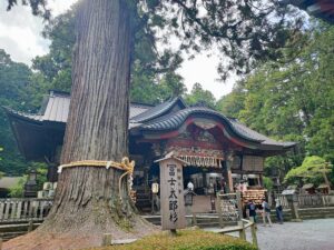 kitaguchi hongu sengen shrine main hall and goshinboku, sacred tree