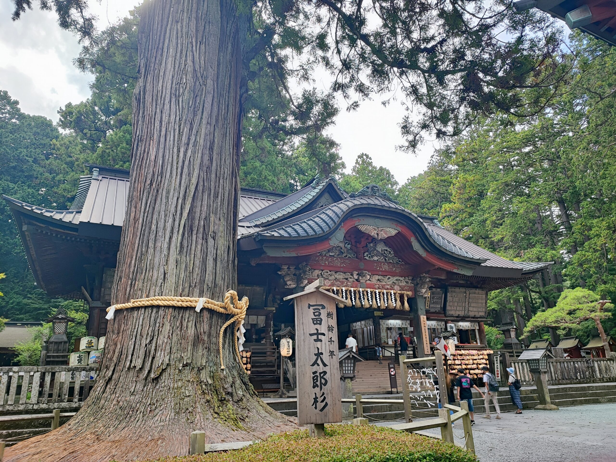 kitaguchi hongu sengen shrine main hall and goshinboku, sacred tree