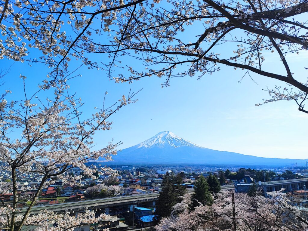 arakurayama sengen park, sakura, cherry blossom and mt.fuji