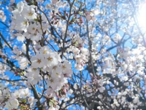 sakura cherry blossoms in japan