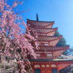 chureito sakura cherry blossom