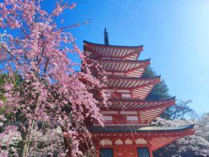 chureito sakura cherry blossom