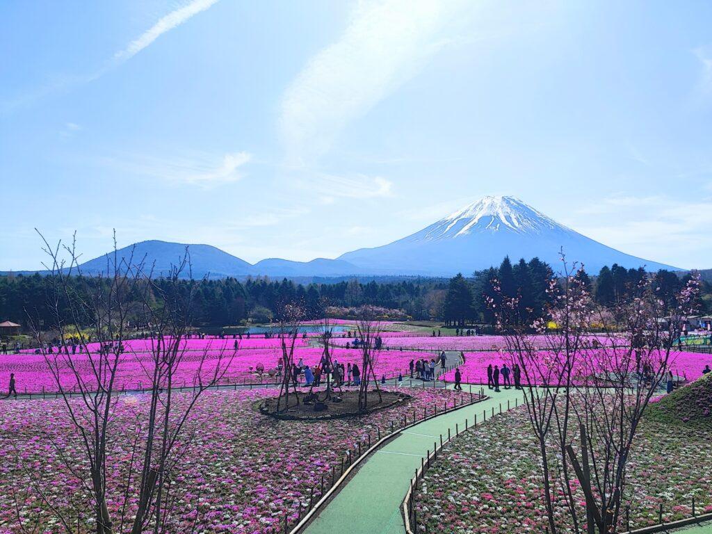 fuji shibazakura fes 2026 , mt.fuji