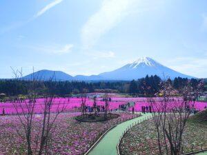 fuji shibazakura fes 2026 , mt.fuji