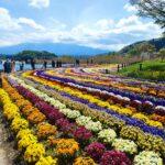Oishi parks flowers in may, private tour around mt.fuji area, kawaguchiko