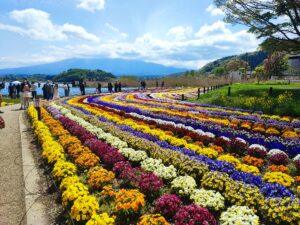 Oishi parks flowers in may, private tour around mt.fuji area, kawaguchiko