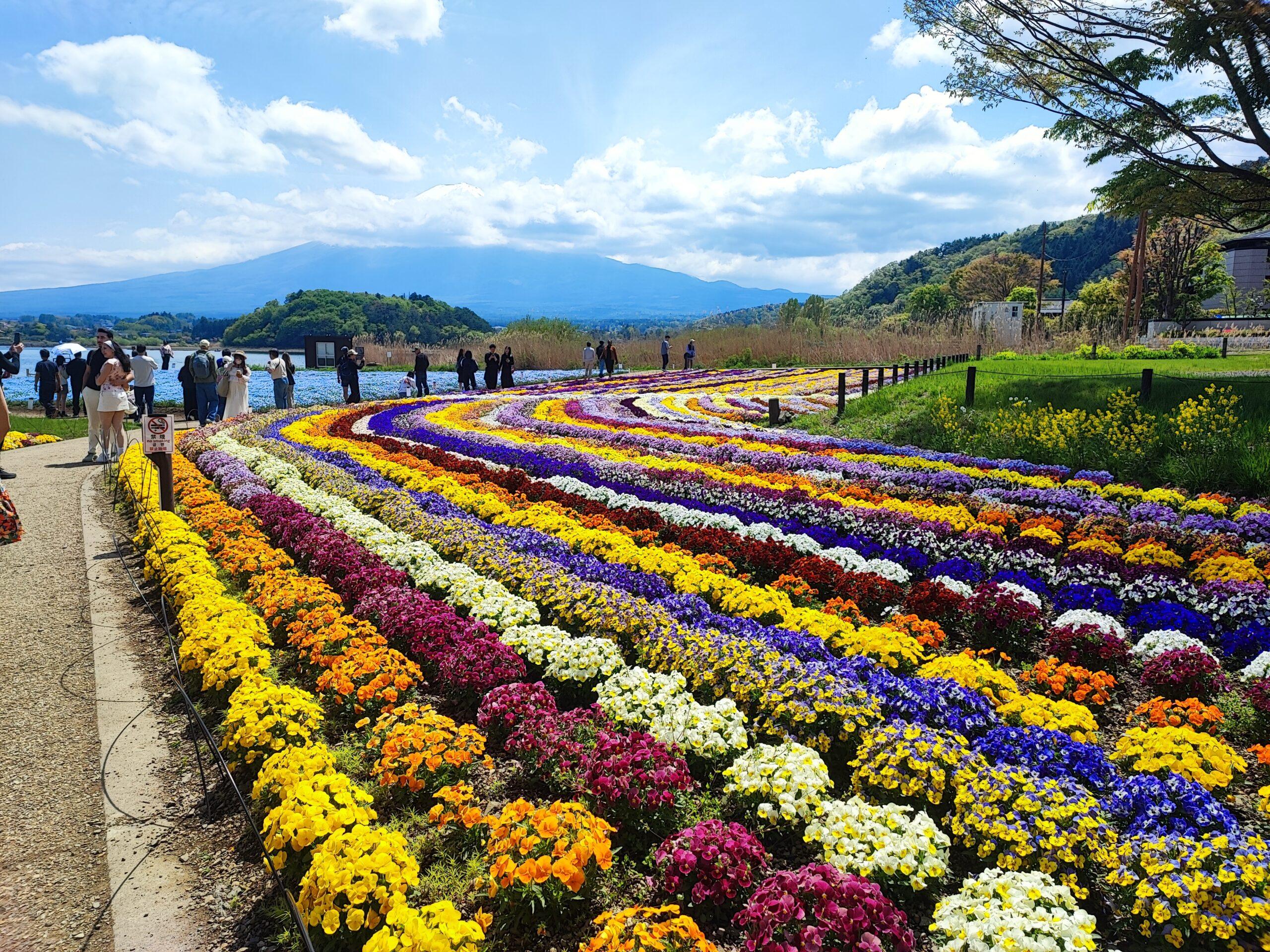 Oishi parks flowers in may, private tour around mt.fuji area, kawaguchiko